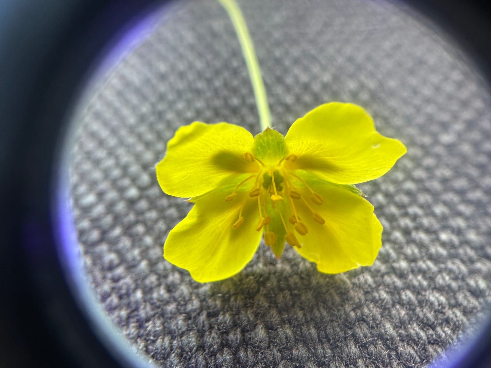 [REAL PHOTOGRAPHY] — placeholder for Small naturalists