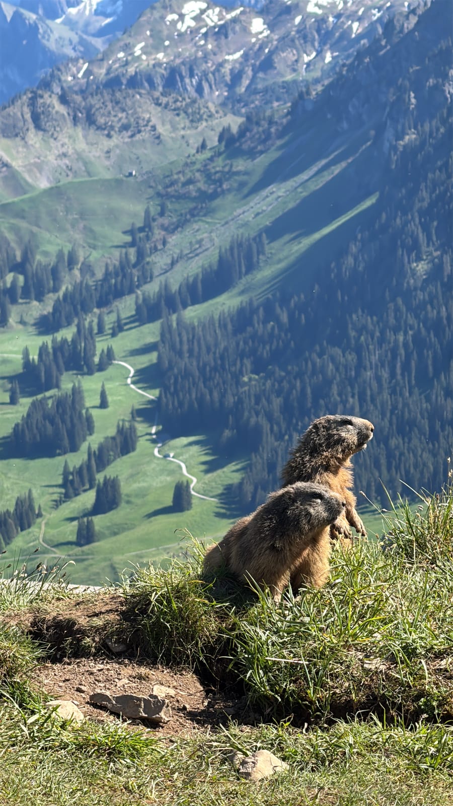 [REAL PHOTOGRAPHY] — Reading a marmot slope